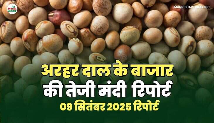 अरहर /तुवर  दाल की तेजी मंदी रिपोर्ट   09  Sep  2025