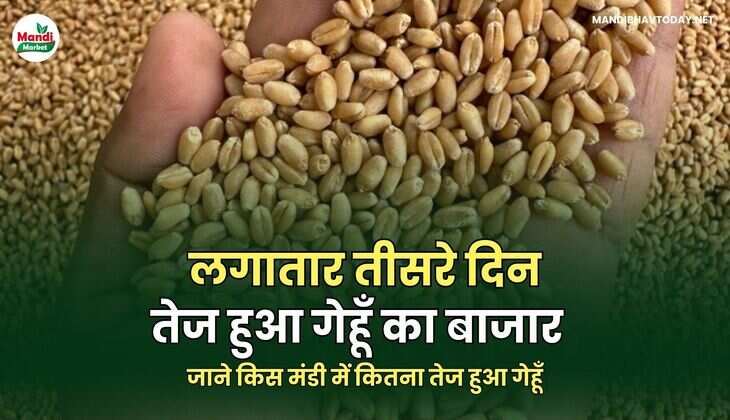 लगातार तीसरे दिन तेज हुआ गेहूँ का बाजार | जाने किस मंडी में कितना तेज हुआ गेहूँ