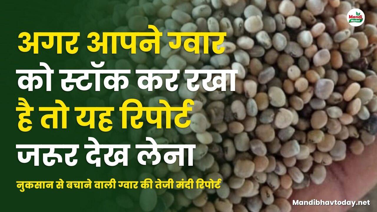 अगर आपने ग्वार को स्टॉक कर रखा है तो यह रिपोर्ट जरूर देख लेना | नुकसान से बचाने वाली ग्वार की तेजी मंदी रिपोर्ट