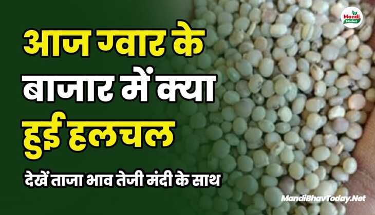 देखे आज ग्वार के भाव का रुख किस तरफ रहा | जाने आज के ग्वार के मंडी भाव