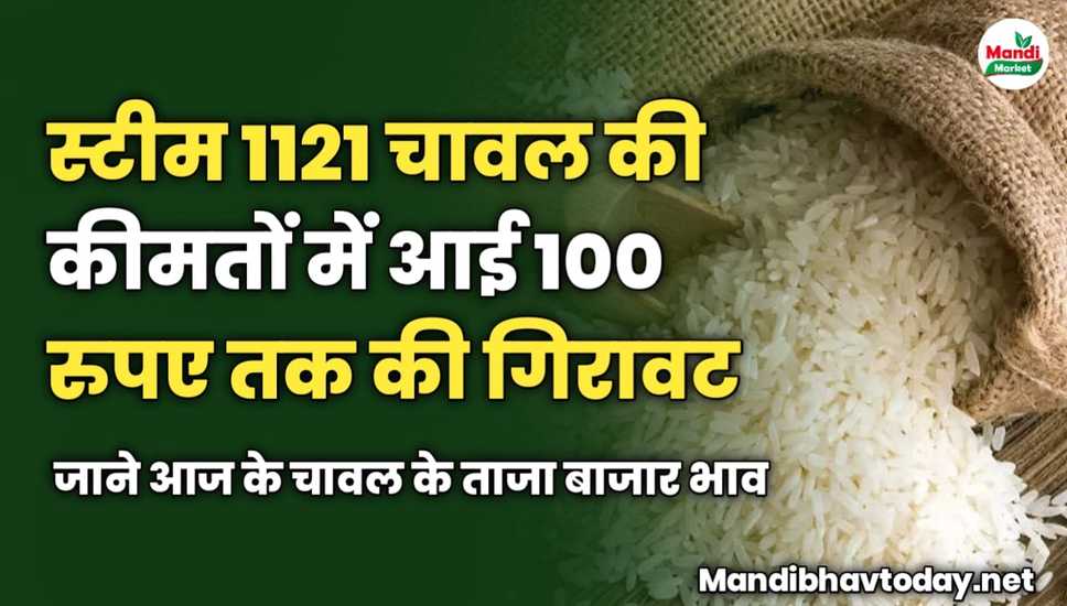 स्टीम 1121 चावल की कीमतों में आई 100 रुपए तक की गिरावट | जाने आज के चावल के ताजा बाजार भाव 