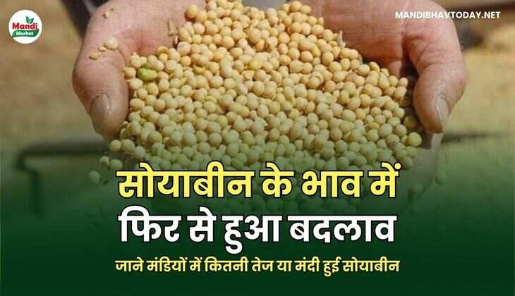 जाने मंडियों में कितनी तेज या मंदी हुई सोयाबीन