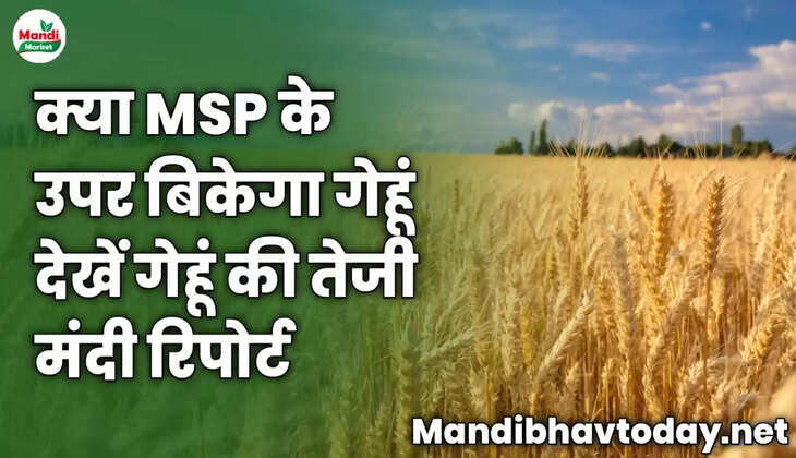 क्या MSP के उपर बिकेगा गेहूं | देखें गेहूं की तेजी मंदी रिपोर्ट