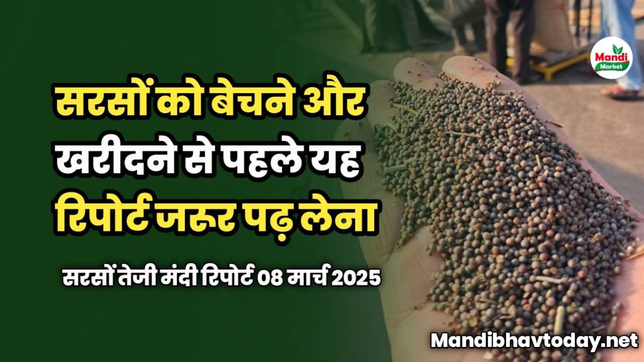 सरसों को बेचने और खरीदने से पहले यह रिपोर्ट जरूर पढ़ लेना | सरसों तेजी मंदी रिपोर्ट 08 मार्च 2025