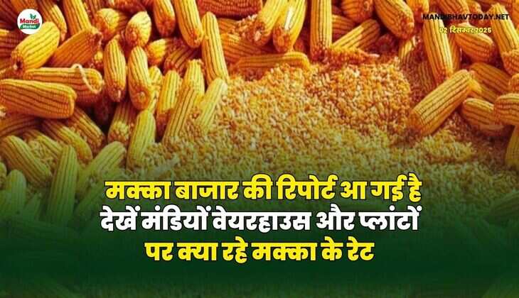 मक्का बाजार की रिपोर्ट आ गई है | देखें मंडियों वेयरहाउस और प्लांटों पर क्या रहे मक्का के रेट
