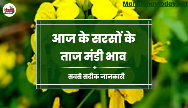  Sarso Live Rate Today 19 Dec 2022 