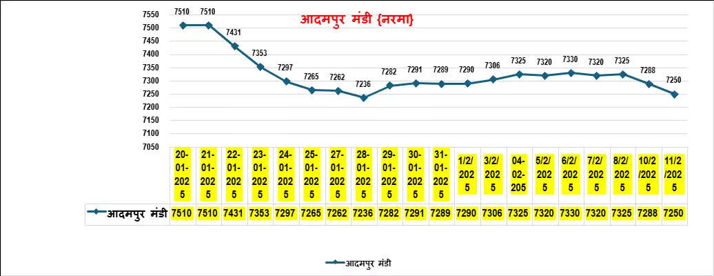 नरमा कपास 