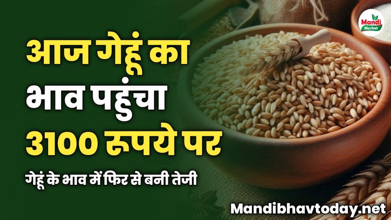 आज गेहूं का भाव पहुंचा 3100 रूपये पर | गेहूं के भाव में फिर से बनी तेजी