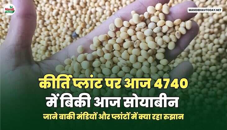 कीर्ति प्लांट पर आज 4740 में बिकी आज सोयाबीन | जाने बाकी मंडियों और प्लांटों में क्या रहा रुझान