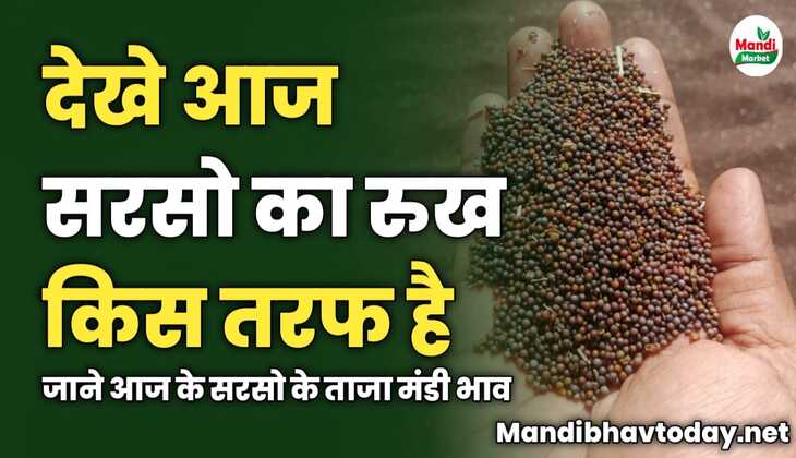 देखे आज सरसो का रुख किस तरफ है | जाने आज के सरसो के ताजा मंडी भाव 