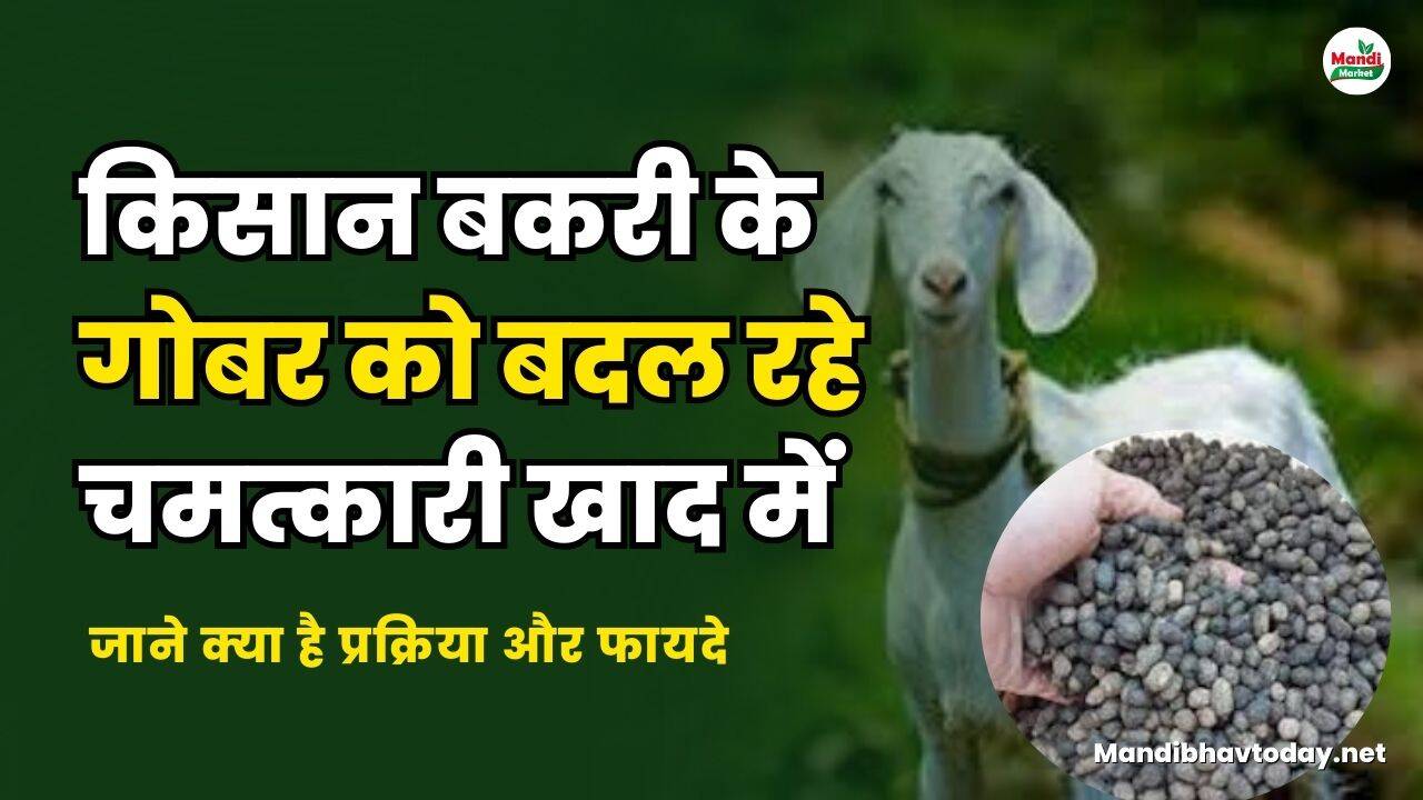 किसान बकरी के गोबर को बदल रहे चमत्कारी खाद में | जाने क्या है प्रक्रिया और फायदे