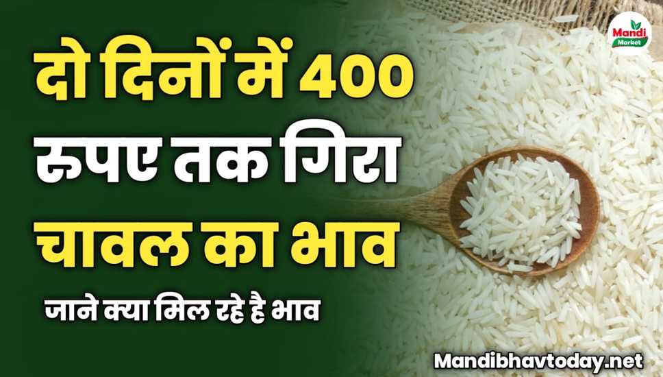 दो दिनों में 400 रुपए तक गिरा चावल का भाव | जाने क्या मिल रहे है भाव 