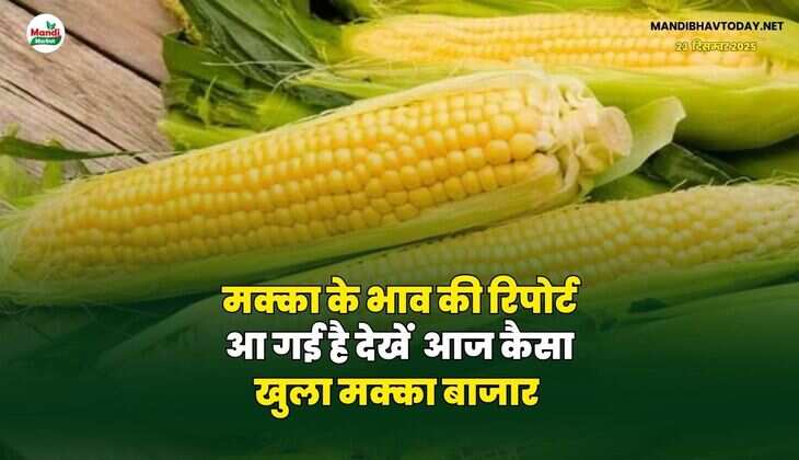 मक्का के भाव की रिपोर्ट आ गई है | देखें  आज कैसा खुला मक्का बाजार