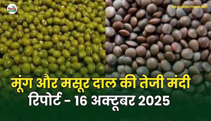 मूँग और मसूर दाल की तेजी मंदी रिपोर्ट - 16 अक्टूबर 2025 