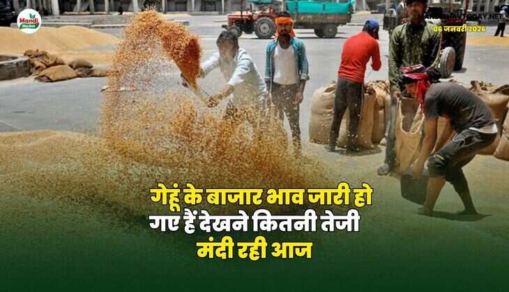 गेहूं के बाजार भाव जारी हो गए हैं | देखने कितनी तेजी मंदी रही आज