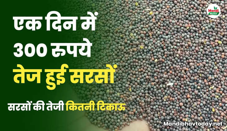 सरसों रिपोर्ट