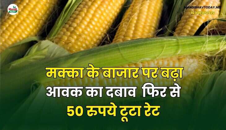 मक्का के बाजार पर बढ़ा आवक का दबाव | फिर से 50 रुपये टूटा रेट