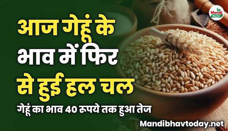 आज गेहूं के भाव में फिर से हुई हल चल | गेहूं का भाव 40 रूपये तक हुआ तेज 
