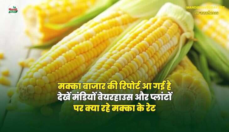 मक्का बाजार की रिपोर्ट आ गई है | देखें मंडियों वेयरहाउस और प्लांटों पर क्या रहे मक्का के रेट