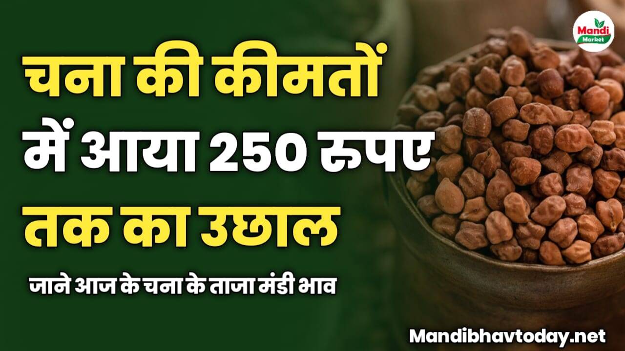आज चना की कीमतों में आया 250 रुपए तक का उछाल | जाने आज के चना के ताजा मंडी भाव 