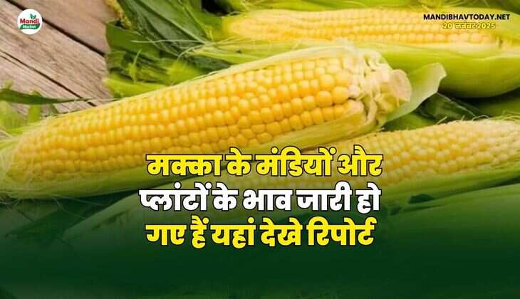 मक्का के मंडियों और प्लांटों के भाव जारी हो गए हैं | यहां देखे रिपोर्ट