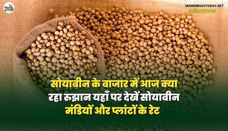 सोयाबीन के बाजार में आज क्या रहा रुझान | यहाँ पर देखें सोयाबीन मंडियों और प्लांटों के रेट