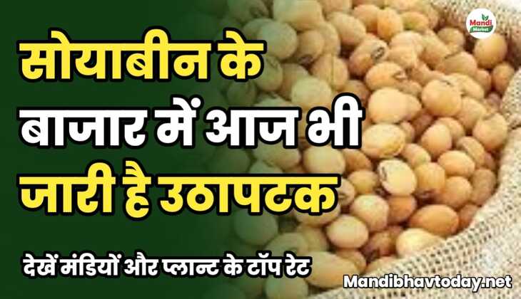 सोयाबीन के बाजार में आज भी जारी है उठापटक | देखें मंडियों और प्लान्ट के टॉप रेट&nbsp;soyabean ke taja mandi bhav 11 february 2025
