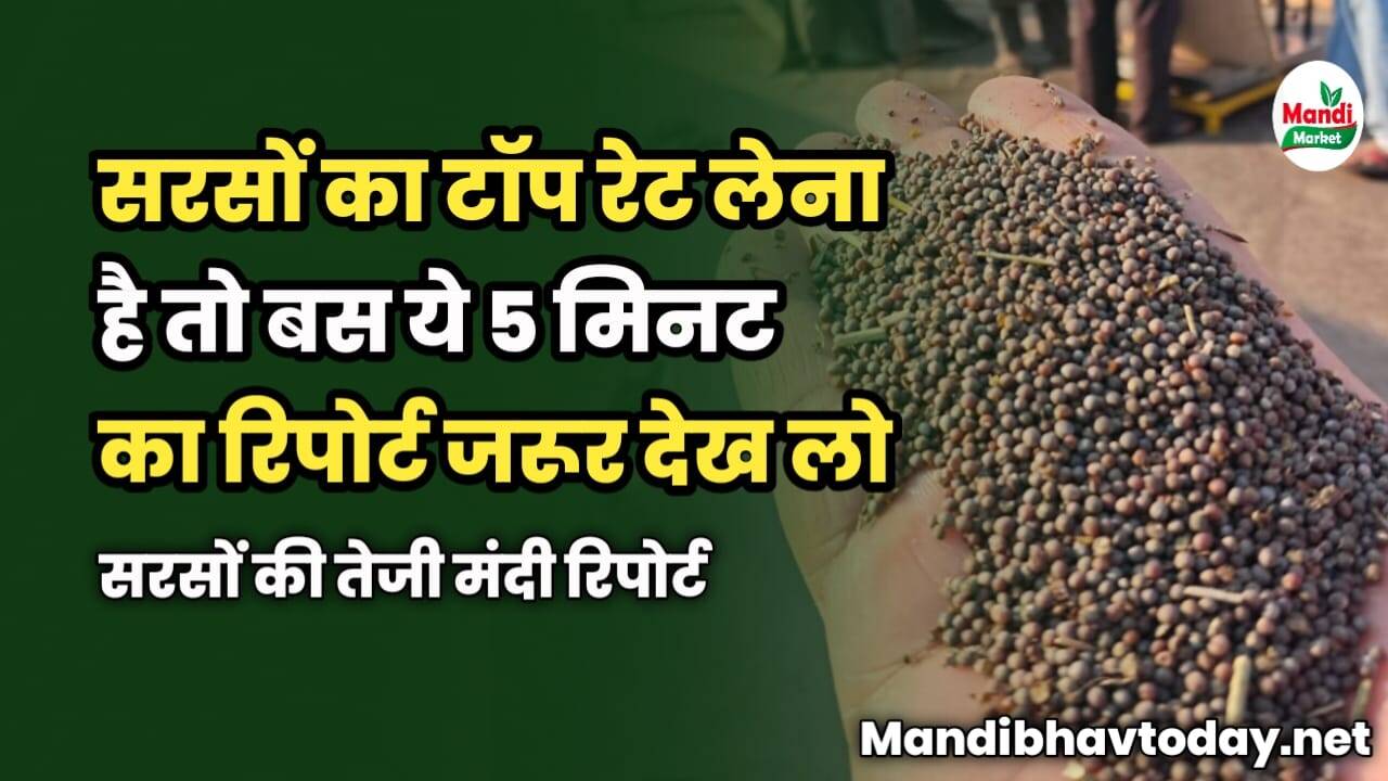 सरसों का टॉप रेट लेना है तो बस ये 5 मिनट का रिपोर्ट देख लो | सरसों तेजी मंदी रिपोर्ट