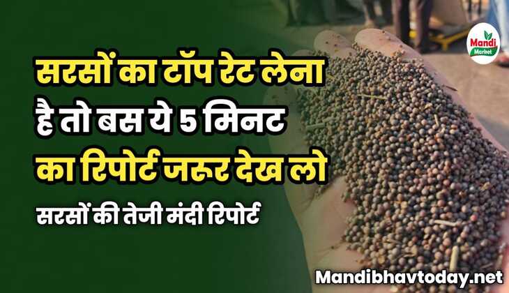सरसों का टॉप रेट लेना है तो बस ये 5 मिनट का रिपोर्ट देख लो | सरसों तेजी मंदी रिपोर्ट