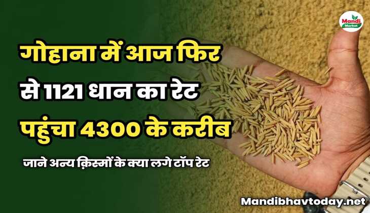 गोहाना में आज फिर से 1121 धान का रेट पहुंचा 4300 के करीब | जाने अन्य क़िस्मों के क्या लगे टॉप रेट