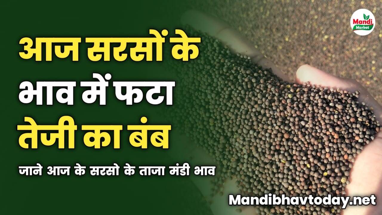 आज सरसों के भाव में फटा तेजी का बंब | जाने आज के सरसो के ताजा मंडी भाव