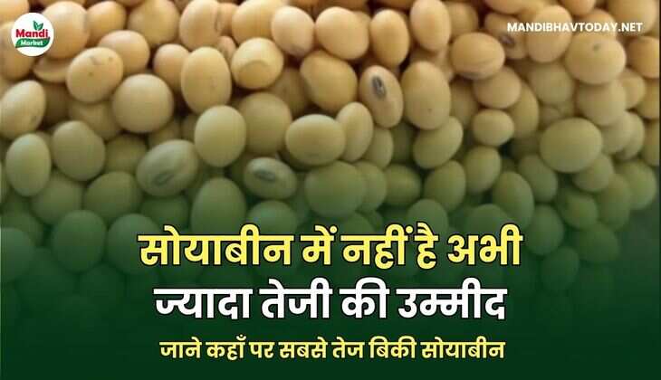 सोयाबीन में नहीं है अभी ज्यादा तेजी की उम्मीद