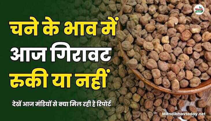 देखें आज मंडियों से क्या मिल रही है रिपोर्ट