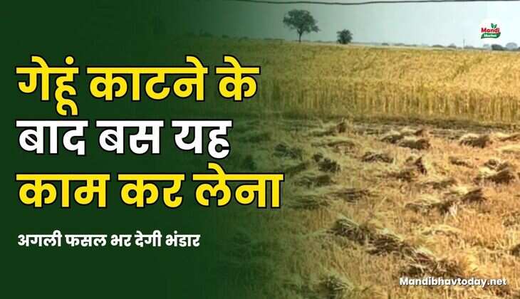 गेहूं काटने के बाद बस यह काम कर लेना | अगली फसल भर देगी भंडार