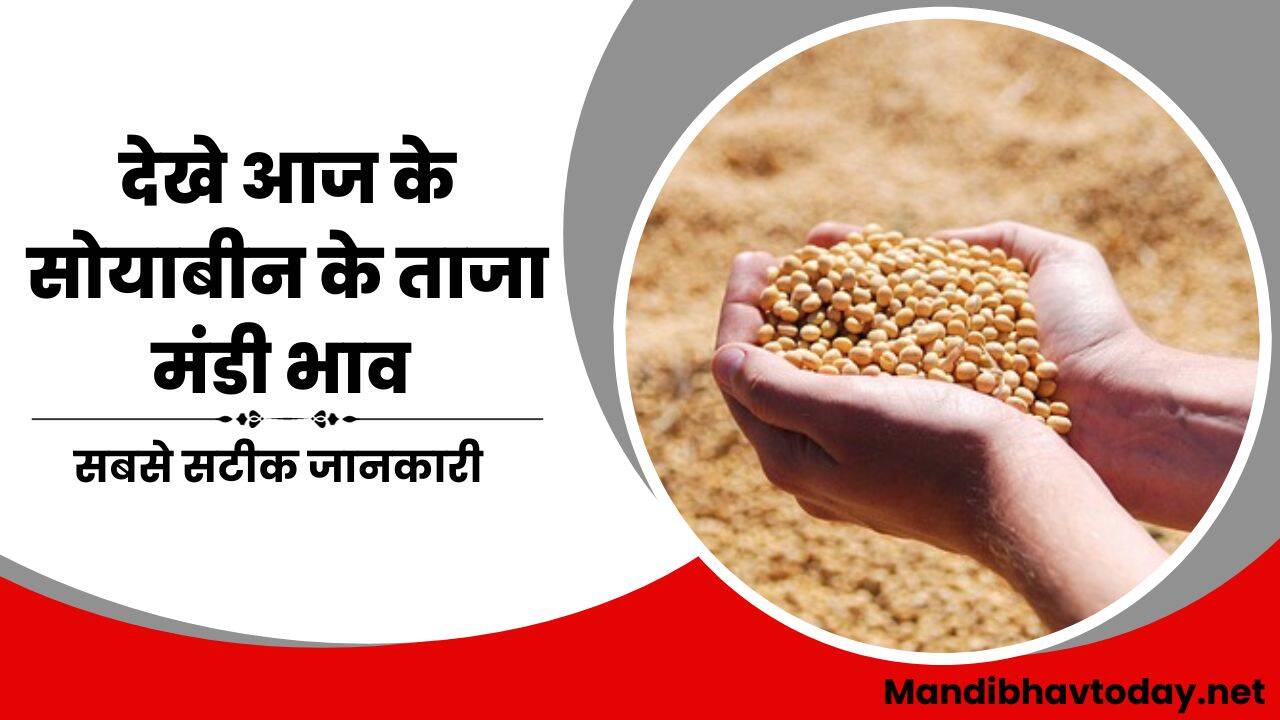 आज के सोयाबीन के ताजा मंडी भाव | aaj ke soyabean ke mandi bhav 21 december 2023