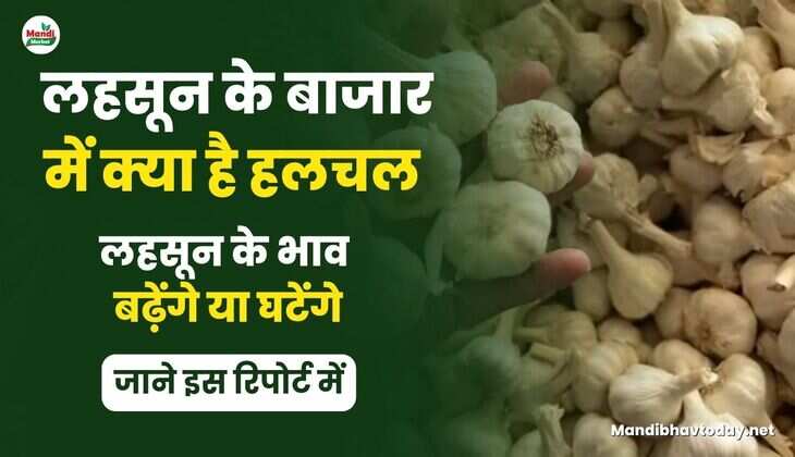 What is the buzz in the garlic market