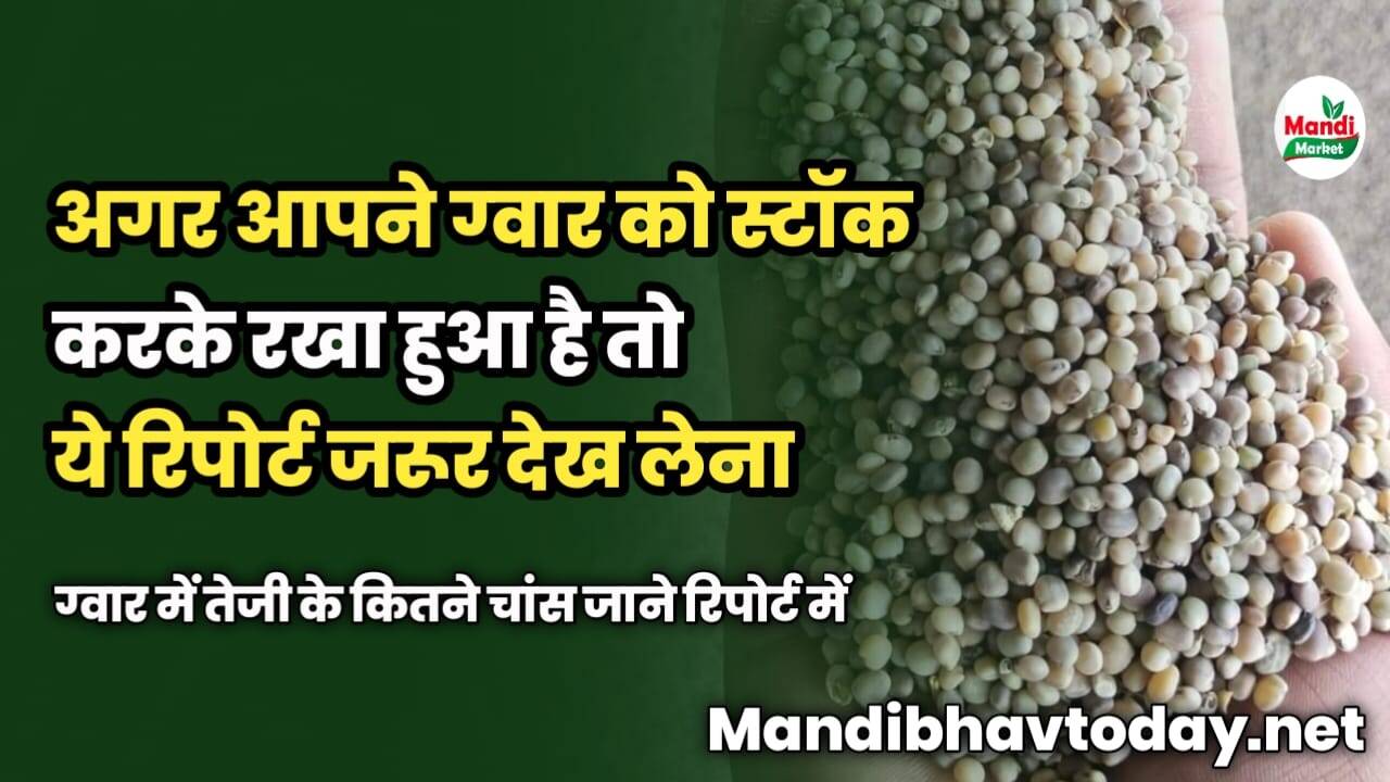अगर आपने ग्वार को स्टॉक करके रखा हुआ है तो ये रिपोर्ट जरूर देख लेना | ग्वार में तेजी के कितने चांस | जाने