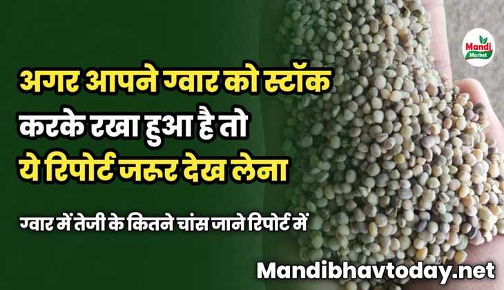 अगर आपने ग्वार को स्टॉक करके रखा हुआ है तो ये रिपोर्ट जरूर देख लेना | ग्वार में तेजी के कितने चांस | जाने