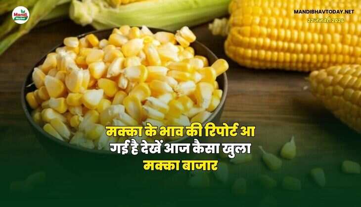 मक्का के भाव की रिपोर्ट आ गई है | देखें  आज कैसा खुला मक्का बाजार