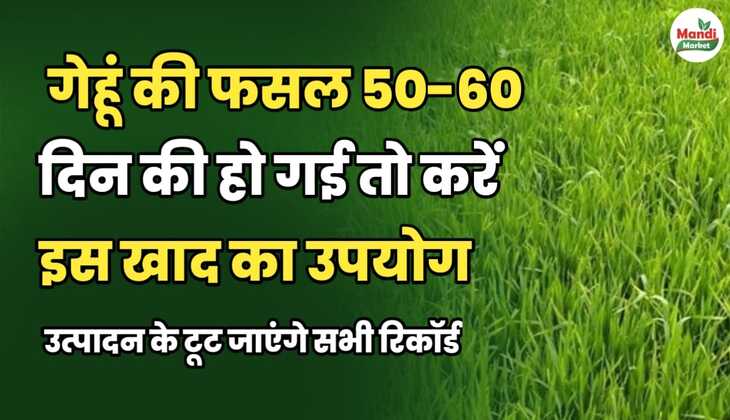 अगर गेहूं की फसल 50 से 60 दिन की हो गई है तो करें इस खाद का उपयोग, उत्पादन के टूट जाएंगे सारे रिकॉर्ड