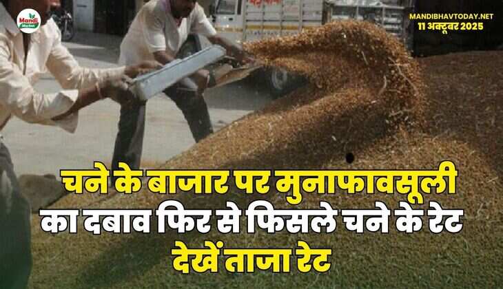 चने के बाजार पर मुनाफावसूली का दबाव | फिर से फिसले चने के रेट देखें ताजा रेट
