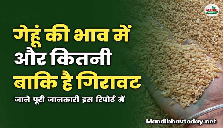 गेहूं की भाव में और कितनी बाकि है गिरावट | जाने पूरी जानकारी इस रिपोर्ट में