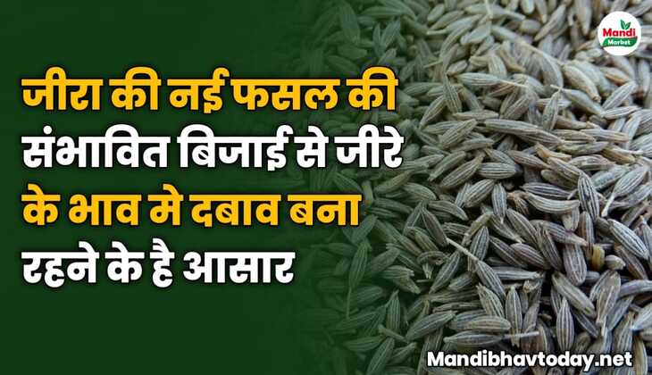 जीरा की नई फसल की संभावित बिजाई से जीरे के भाव मे दबाव बना रहने के है आसार