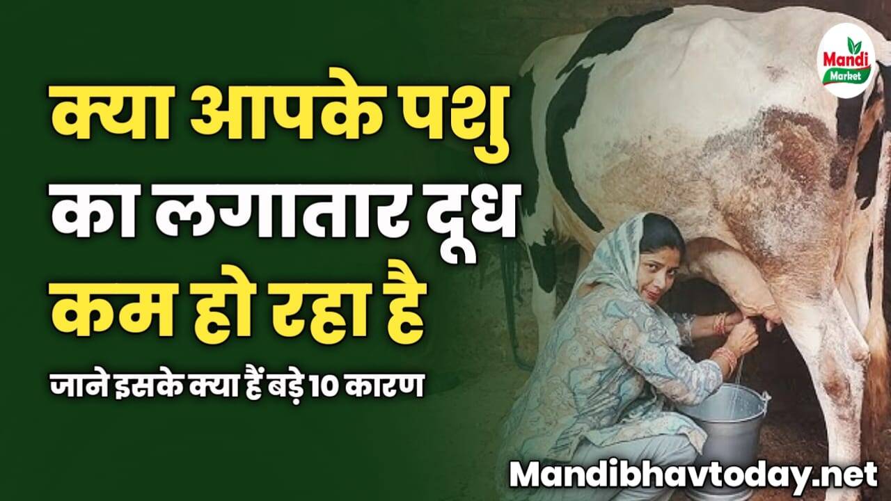 क्या आपके पशु का लगातार दूध कम हो रहा है | जाने इसके क्या हैं बड़े 10 कारण