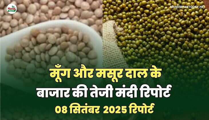 मूँग और मसूर दाल की तेजी मंदी रिपोर्ट -08 सितंबर 2025