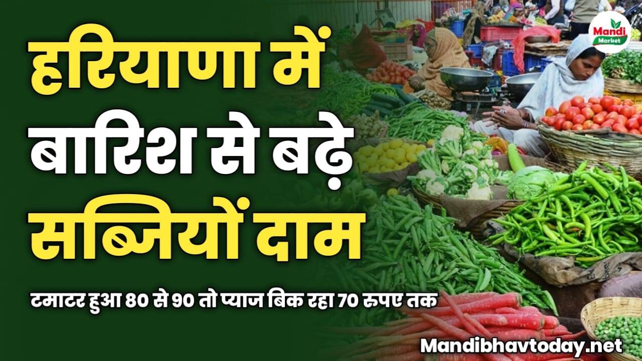 हरियाणा में बारिश से बढ़े सब्जियों दाम | टमाटर हुआ 80 से 90 तो प्याज बिक रहा 70 रुपए तक