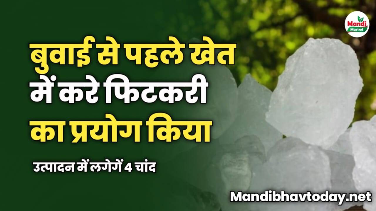बुवाई से पहले खेत में करे फिटकरी का प्रयोग किया | उत्पादन में लगेगें 4 चांद