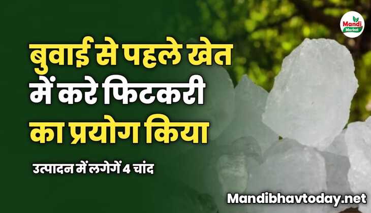 बुवाई से पहले खेत में करे फिटकरी का प्रयोग किया | उत्पादन में लगेगें 4 चांद 