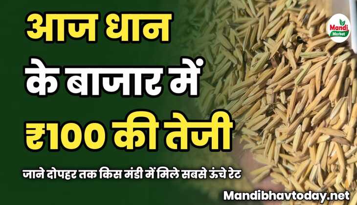 आज धान के बाजार में ₹100 की तेजी | जाने दोपहर तक किस मंडी में मिले सबसे ऊंचे रेट