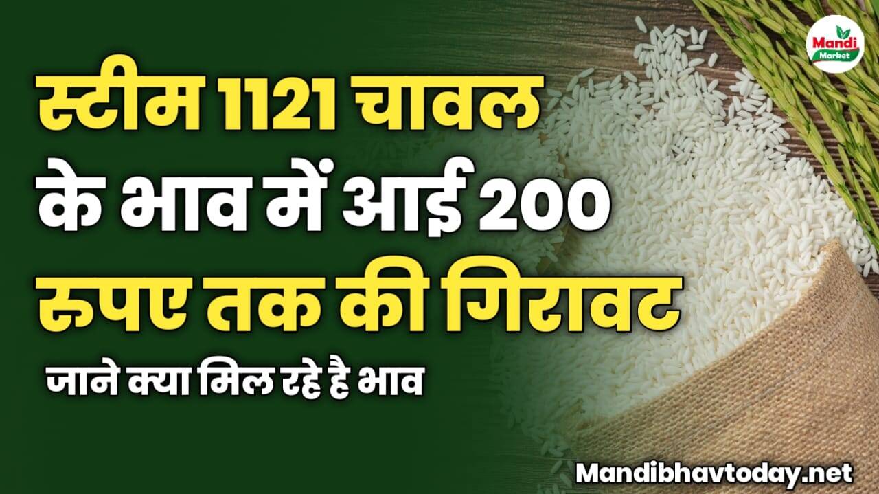 स्टीम 1121 चावल के भाव में आई 200 रुपए तक की गिरावट | जाने क्या मिल रहे है भाव